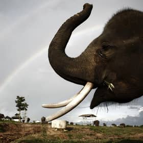 A Sumatran elephant in a conservation area in Way Kambas, Lampung, Indonesia (Picture: Ulet Ifansasti/Getty Images)