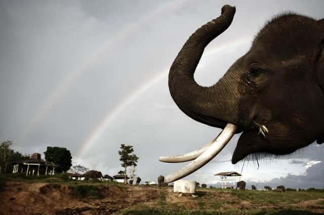 A Sumatran elephant in a conservation area in Way Kambas, Lampung, Indonesia (Picture: Ulet Ifansasti/Getty Images)