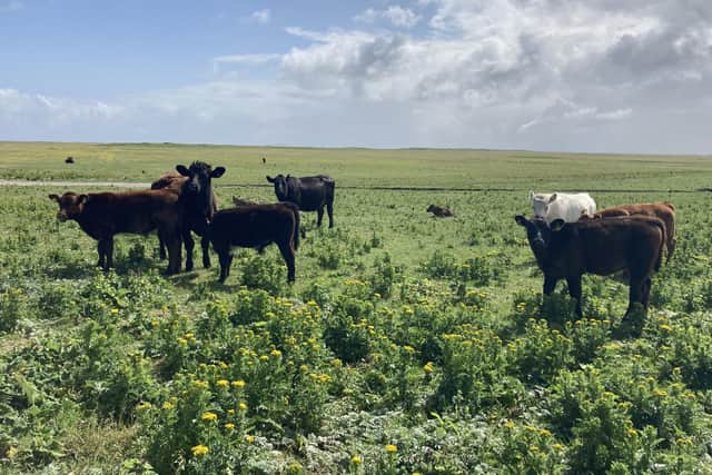 Crofter DJ Cameron wants to take visitors into the 'fragile environment' of Uist where one species supports another. Pictured are part of his cattle herd on the machair .PIC: Contributed.