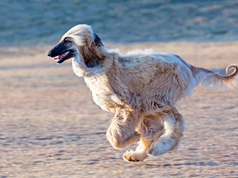 As its name would suggest, the Afghan hound was originally bred in Afghanistan where it was used as a hunter in the country's rolling hills - pursuing everything from gazelles to leopards.