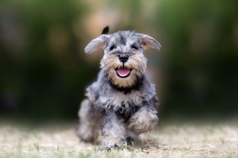 La posición de la medalla de bronce para los mejores nombres de perros machos es para Buddy.  Proviene del apodo inglés que significa amigo, o posiblemente de la palabra gaélica 