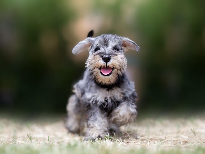 Bronze medal position for top male dog names goes to Buddy. This comes from the English nickname meaning friend, or perhaps from the Gaelic word 'bhodaich', meaning 'old man'.