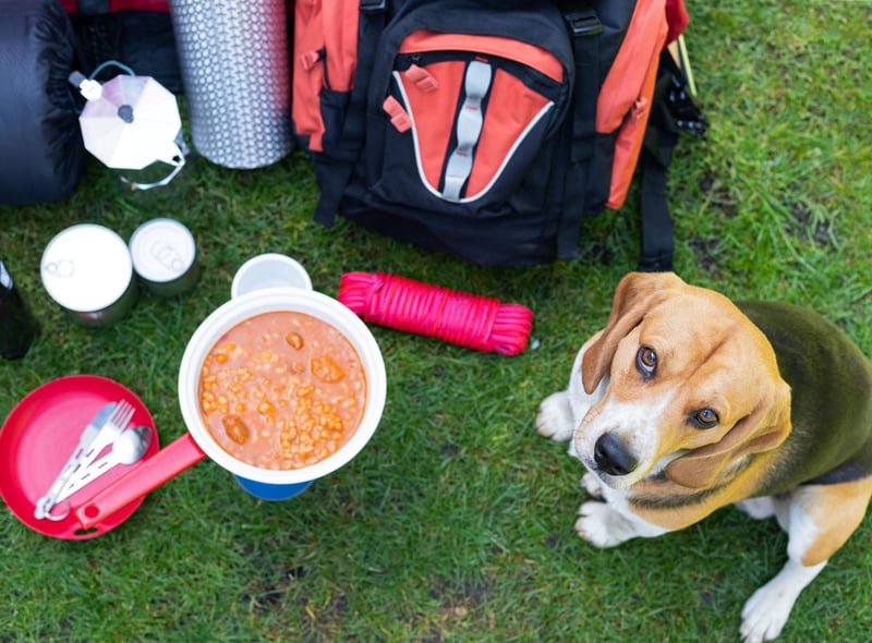 If you’re camping, a cool pack with ice packs and ice will help keep their food fresh for a couple of days during slightly cooler weather or alternatively, for campervans / caravans specifically you can bring a small plug-in freezer - going on holiday shouldn't mean you need to ditch the frozen, raw diet and means you keep meals healthy for pets whilst away.