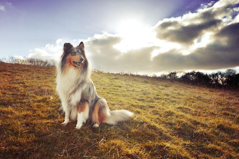 Destined to be forever associated with television canine star Lassie, the Rough Collie's flowing coat is a mixture of black, white and tan.