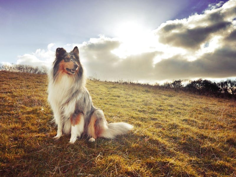 Destined to be forever associated with television canine star Lassie, the Rough Collie's flowing coat is a mixture of black, white and tan.