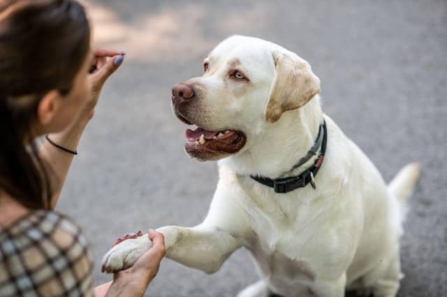 Some breeds of dog are very easy to train.