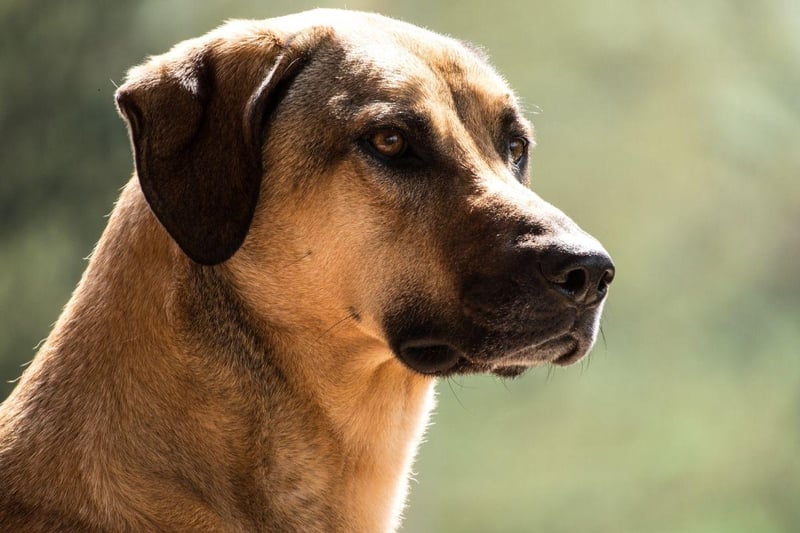 The Kangal has the strongest bite of any breed of dog - a hefty 743 psi. This makes them particularly good at guarding livestock from predators in their native Turkey, but the breed is also known to be a great family dog if properly trained, getting on particularly well with children.