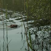 Beavers are still being let down by the Scottish Government and its agencies (Picture: Scottish Beaver Trial/PA)