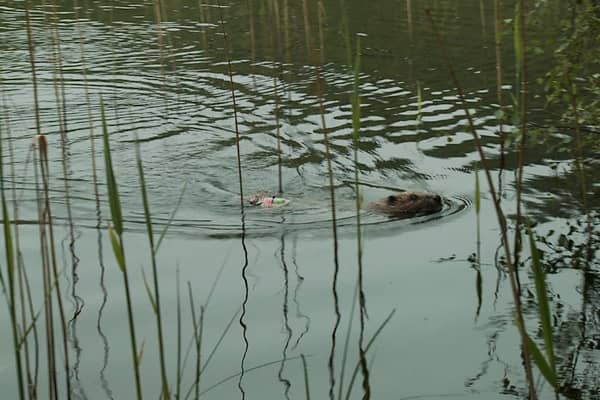 Beavers are still being let down by the Scottish Government and its agencies (Picture: Scottish Beaver Trial/PA)