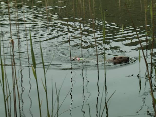 Beavers are still being let down by the Scottish Government and its agencies (Picture: Scottish Beaver Trial/PA)