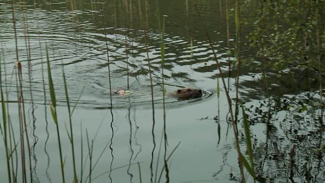 Beavers are still being let down by the Scottish Government and its agencies (Picture: Scottish Beaver Trial/PA)