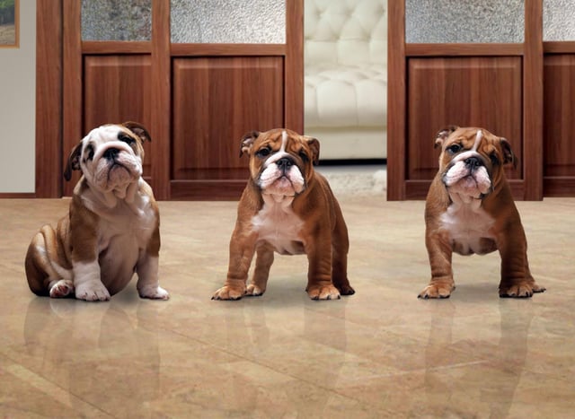 These are the best breeds of dog for those living in a flat or apartment.