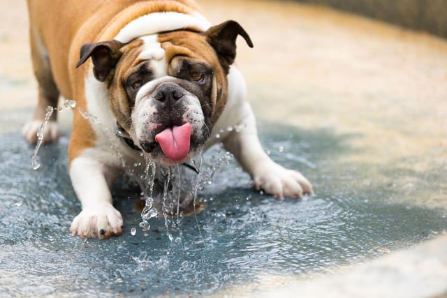 It’s important to keep your pet’s water bowl clean. It encourages them to drink more and helps prevent any bacteria or mould from growing and entering their systems. We wouldn’t want to drink from a dirty mouldy cup and neither do our cats and dogs. And make sure to keep a close eye on water levels and refill during the day and before you go to bed.