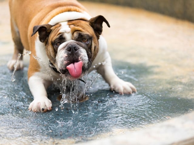 It’s important to keep your pet’s water bowl clean. It encourages them to drink more and helps prevent any bacteria or mould from growing and entering their systems. We wouldn’t want to drink from a dirty mouldy cup and neither do our cats and dogs. And make sure to keep a close eye on water levels and refill during the day and before you go to bed.