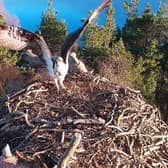 The male osprey LM12, affectionately known as Laddie, pictured here at Perthshire's Loch of the Lowes nature reserve. Picture: Scottish Wildlife Trust