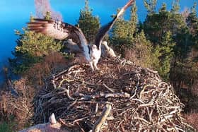 The male osprey LM12, affectionately known as Laddie, pictured here at Perthshire's Loch of the Lowes nature reserve. Picture: Scottish Wildlife Trust