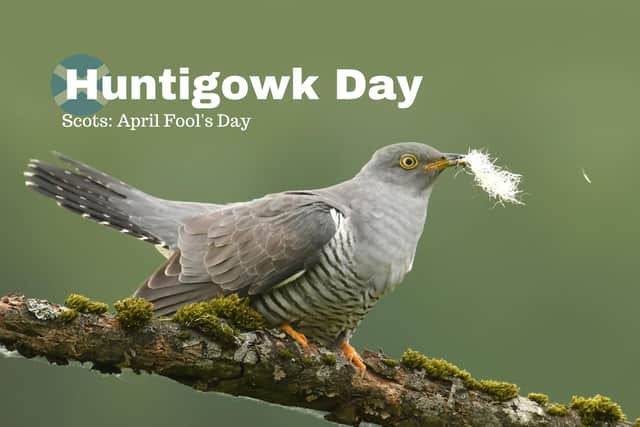 The word 'Gowk' refers to a Cuckoo Bird which is considered an emblem of stupidity hence why it is used in Scotland's very own April Fools Day i.e., Huntigowk Day.