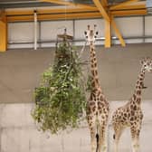 Ronnie and Arrow are the first of the giraffes to arrive at Edinburgh Zoo, the first time the giant animals have been in the Capital for 15 years