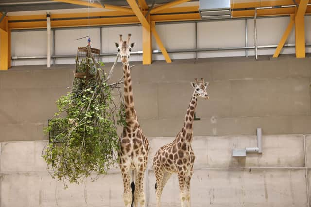 Ronnie and Arrow are the first of the giraffes to arrive at Edinburgh Zoo, the first time the giant animals have been in the Capital for 15 years