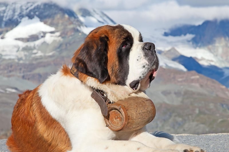 Originally bred to rescue people lost in the Western Alps on the Italian-Swiss border, the Kennel Club registered 607 huge St Bernards last year.