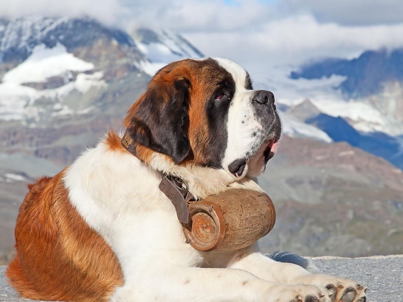 Originally bred to rescue people lost in the Western Alps on the Italian-Swiss border, the Kennel Club registered 607 huge St Bernards last year.
