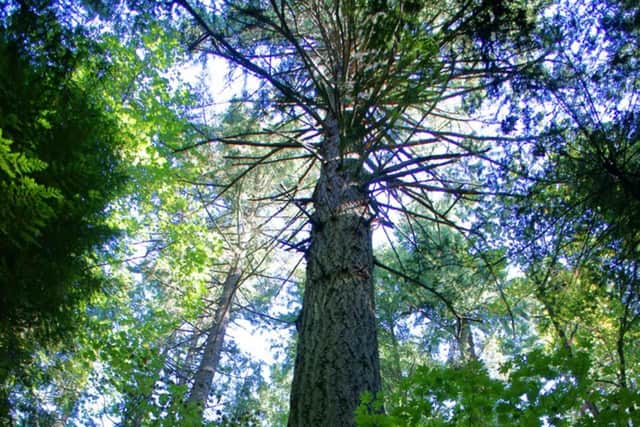 The towering Douglas Fir is named in honour of the botanist, who discovered the species on the banks of the River Columbia in the Pacific Northwest.