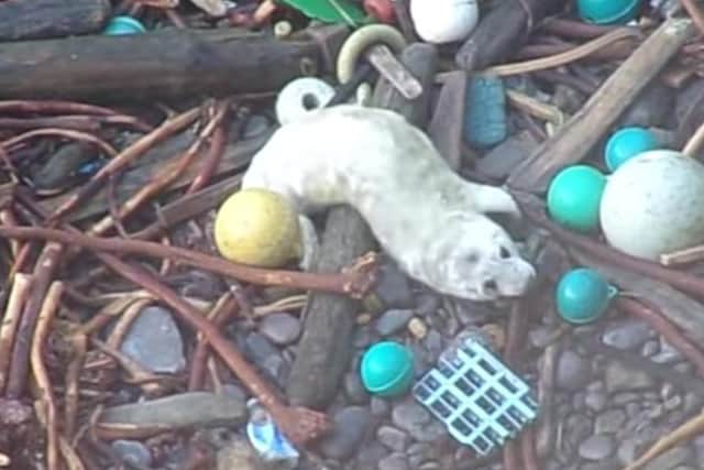 Picture of a seal pup on a beach  covered in rubbish in Shetland (Photo: Rev David Lees).