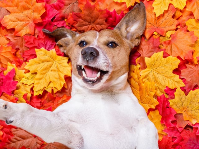 As we start to turn the central heating on in our homes, this makes a more comfortable environment for pesky fleas. Keeping up with your pet’s flea treatment will help to prevent any unwanted house guests at this time of year. As well as treating pets, be sure to treat areas of your home where your pets like to sleep, such as bedding. 
Ticks are also still prominent in autumn, so be sure to check your pets regularly for ticks, especially after dog walks.