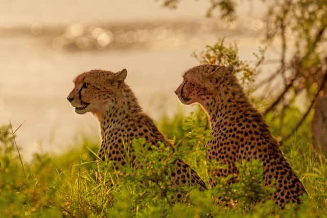 Juvenile cheetahs sit in the shade, waiting for the right time to go and hunt in the Samburu National Reserve on a Touch The Wild Safari with Paul McDougall