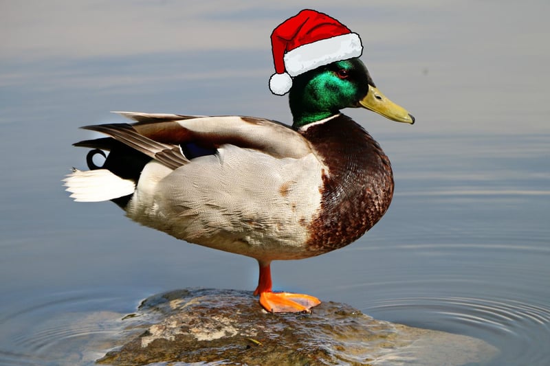 A Christmas Quacker!