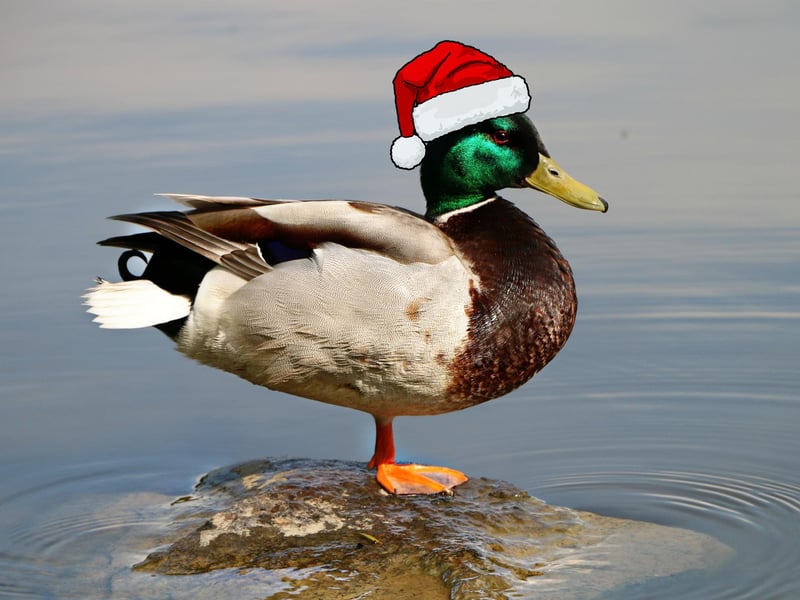 A Christmas Quacker!