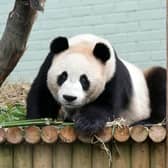Edinburgh's pandas are set to return to China.