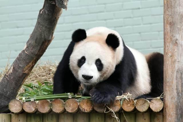 Edinburgh's pandas are set to return to China.