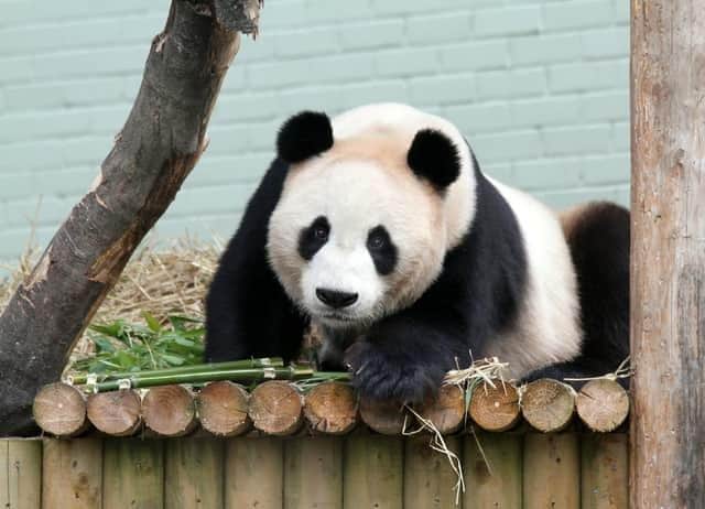 Edinburgh's pandas are set to return to China.