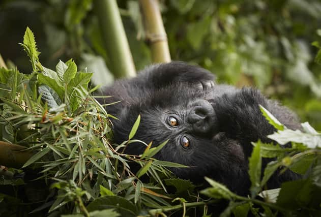 There are anecdotal reports of a baby boom among Rwanda's endangered mountain gorillas.