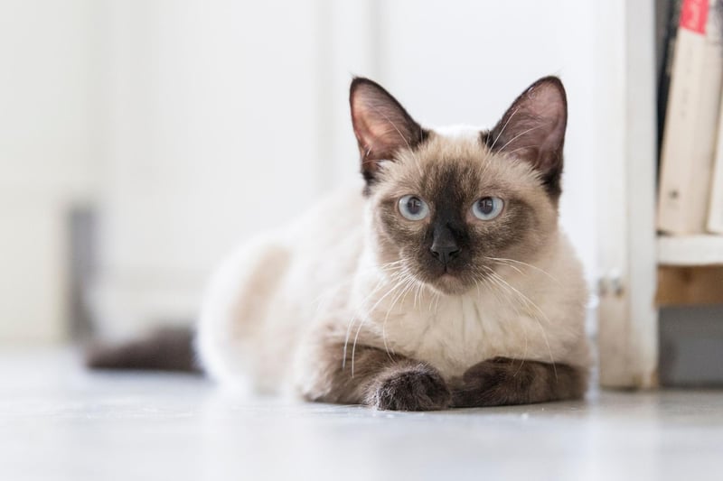 Siamese cats looks and affectionate personalities led to their popularity among cat-lovers across the world. Very vocal - so great to have a chat with!