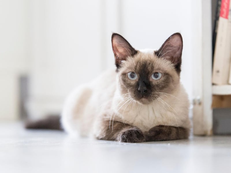 Siamese cats looks and affectionate personalities led to their popularity among cat-lovers across the world. Very vocal - so great to have a chat with!