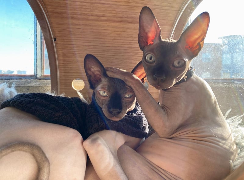 This hairless and worshipped cat breed has been known to develop skin issues and is sadly prone to a gum infection known as Periodontal disease.