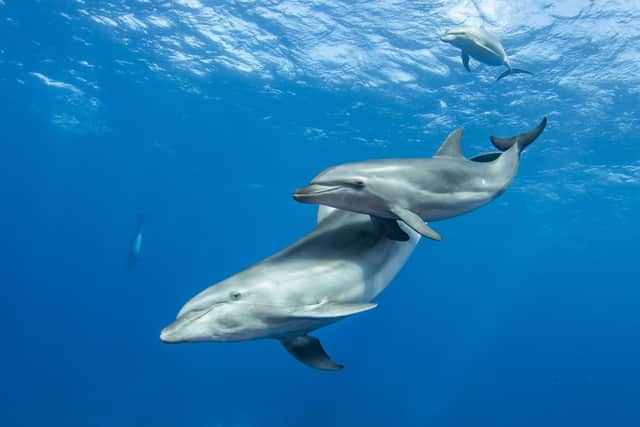 ​Eyebright helped the WDC Scottish Dolphin Centre save £5,000 a year on its energy bills (Picture: stock.adobe.com)
