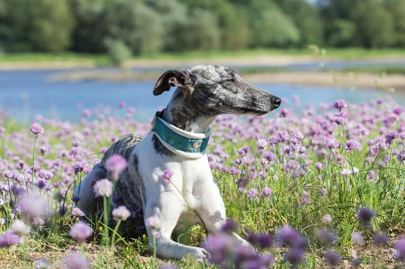 A speedy Whippet puppy costs on average £1,500-£2,000.