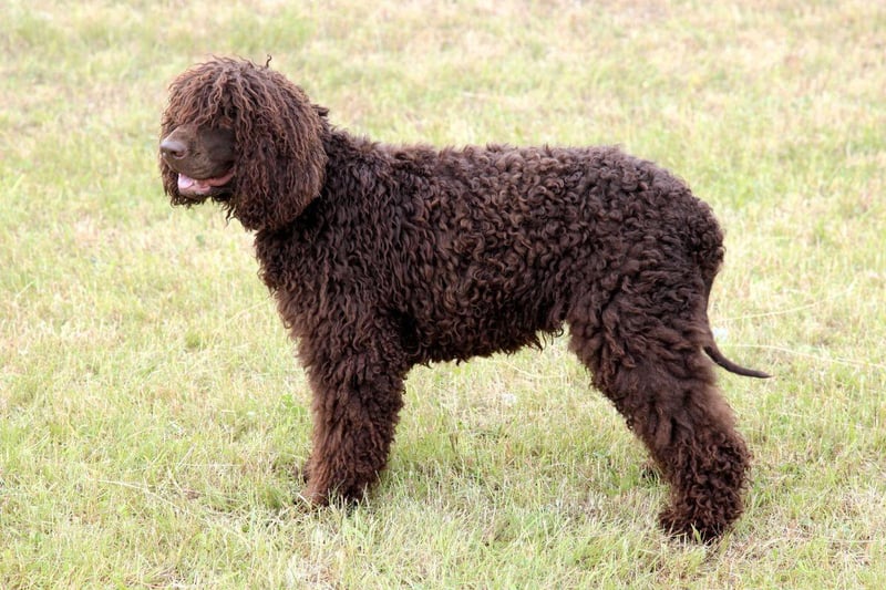 Holding the distinction of being the tallest of all the spaniels, the Irish Water Spaniel gots its name from its native country and its love of water - which has been used to great use over the years by those hunting waterfowl. It's easy to tell them apart from their newer American counterpart due to the tuft of frizzy hair on the top of its head.
