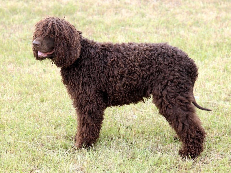Holding the distinction of being the tallest of all the spaniels, the Irish Water Spaniel gots its name from its native country and its love of water - which has been used to great use over the years by those hunting waterfowl. It's easy to tell them apart from their newer American counterpart due to the tuft of frizzy hair on the top of its head.