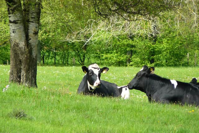 Rearing animals on factory farms where they are fed grain uses 40 times more water than feeding animals on grass, writes Philip Lymbery.