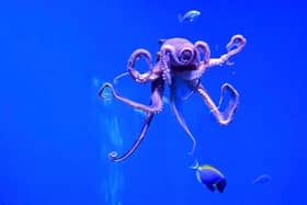 Octopus tend to live solitary lives but can sometimes form unexpected bonds with humans as shown in Netflix's My Octopus Teacher (Picture: Frederic J. Brown/AFP via Getty Images)