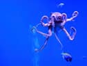 Octopus tend to live solitary lives but can sometimes form unexpected bonds with humans as shown in Netflix's My Octopus Teacher (Picture: Frederic J. Brown/AFP via Getty Images)