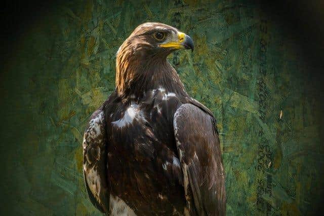 South of Scotland Golden Eagles Project has successfully translocated achicks from nests in the Highland to the Southern Uplands.
Photograph: Phil Wilkinson