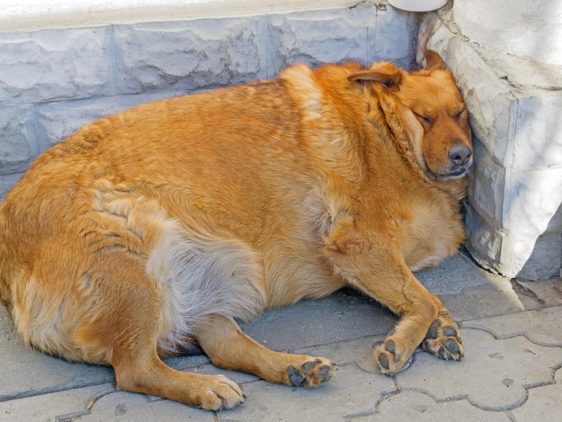 For some dogs, it’s simply the lack of exercise that contributes to their weight gain. For others, however, they may require a change in diet. This could mean looking at a low fat, high fibre diet to help your dog stay fuller for longer with fewer calories or simply tweaking the amounts or type of treats they usually get each day. If you’re prone to overfeeding, you may need to reassess your dog’s portion sizes.
