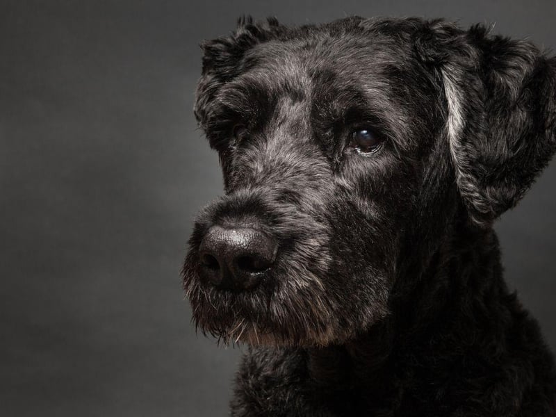 Used as a military dog in their native Belgium, the Bouvier des Flandres are strong-willed and so can be tricky to train. This same attribute makes them fierce protectors who will put everything on the line to keep their owners safe.