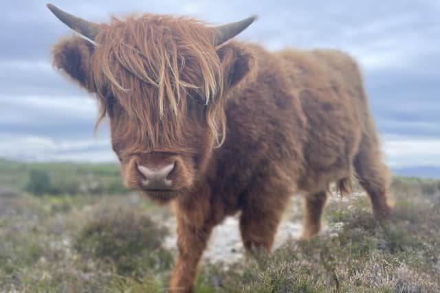 I picked up a tick while romping through the heather and consorting with Highland coos