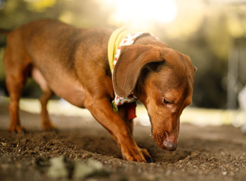 Dogs That Dig: These are 10 breeds of adorable dog that love to dig so may  wreck your garden - including the loving Beagle 🐕 | The Scotsman